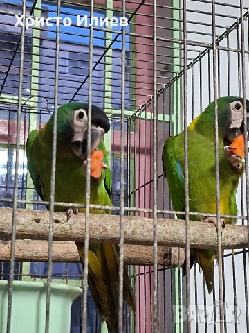 Продава ръчно хранени жълтоврати ари , снимка 6 - Папагали - 53650292