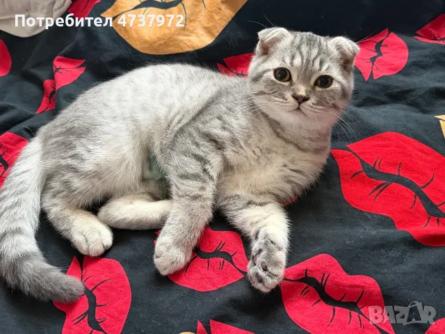 Шотландска клепоуха/Сребърно таби, снимка 13 - Британска късокосместа - 56184766