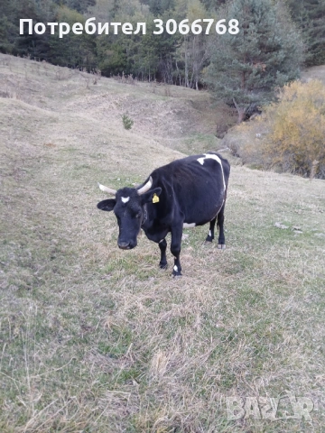 Крави , снимка 6 - Крави - 52078435