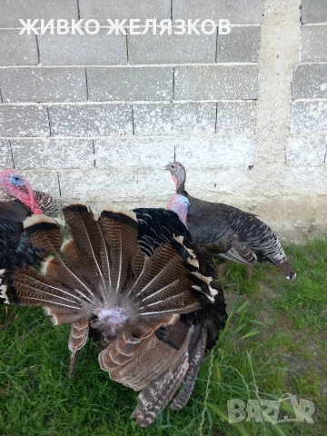 Продавам , домашно-отгледани пуйки,пуяци,петли и кокошки,  за разплод  , снимка 4 - Кокошки и пуйки - 53639962