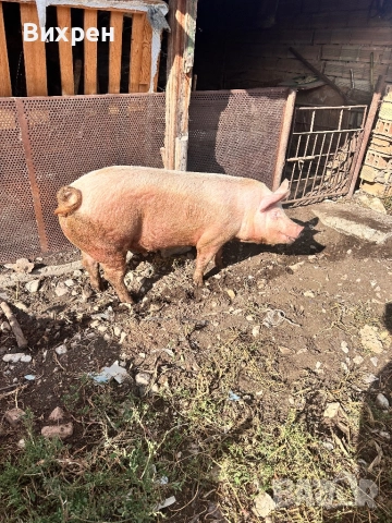 Продавам домашно отгледани  прасета, снимка 8 - За селскостопански - 51880163