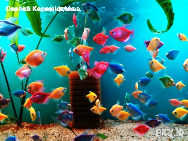 Декоративни рибки