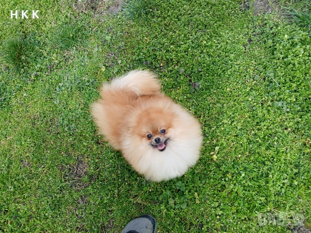 Померан , снимка 4 - Померан - 53830026