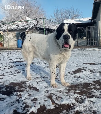 Продавам САО- Алабай, снимка 12 - Алабай - 49557113