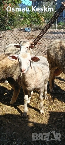 Продавам агнета , снимка 2 - Овце - 53739560