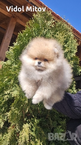 Мини Померан момиче 