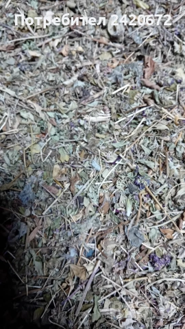 био  червен  риган, снимка 3 - Други - 52070972