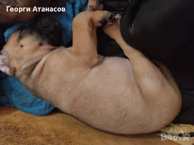 Кане-корсо куче, снимка 5 - Кане корсо - 53681233