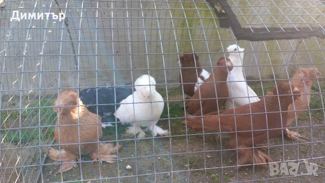 Продавам гълъби , снимка 5 - Гълъби - 50425241