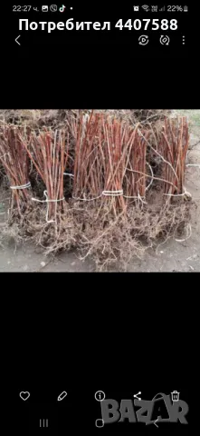 Расзад ягоди и малини , снимка 10 - Разсади - 49392303