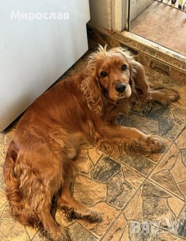 Мъжки кокер шпаньол , снимка 6 - Кокер шпаньол - 53130436