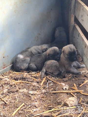 Продавам кангали, снимка 1