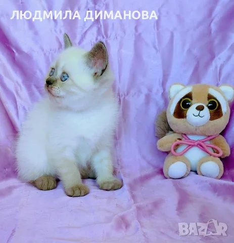 Шотландско момиче със сини очи. , снимка 8 - Британска късокосместа - 56358555
