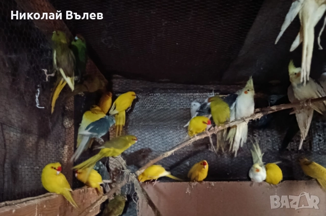 Какарикита 