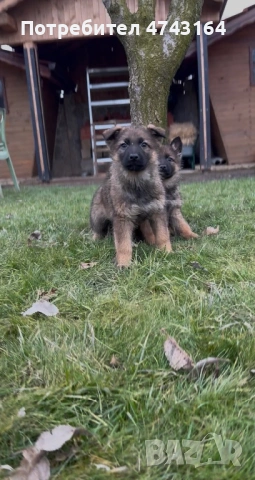 Чистокръвни Немски Овчарки, снимка 11 - Немска овчарка - 53542207