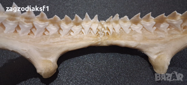 Челюст от "БИЧА АКУЛА" 100% Истинска Челюст 2, снимка 5 - Колекции - 52800215