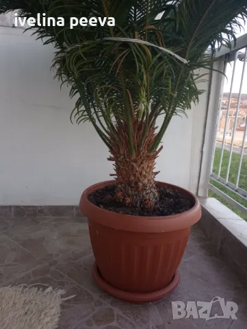 Палма Цикас, снимка 9 - Градински цветя и растения - 45891628