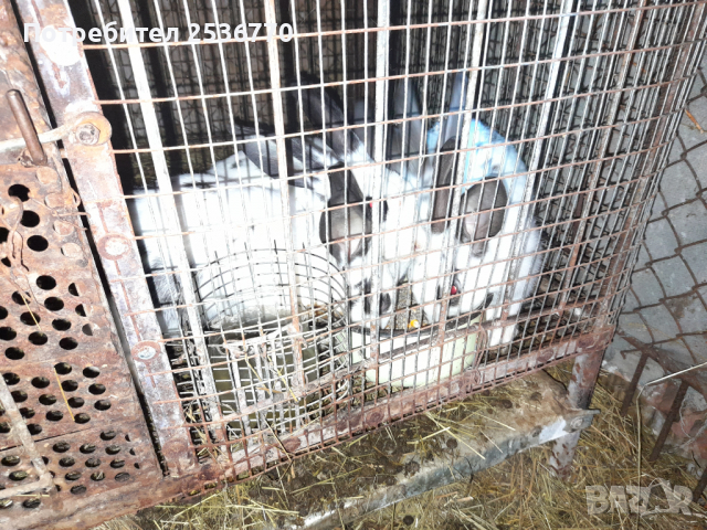 продавам заици от 2 до 6 месечна както и прясно заешко месо, снимка 5 - Други - 31970061