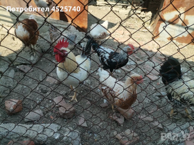 Петли, снимка 1