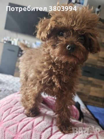 Червено Тийкъп/ Той пуделче момиченце на 4 месеца, снимка 1