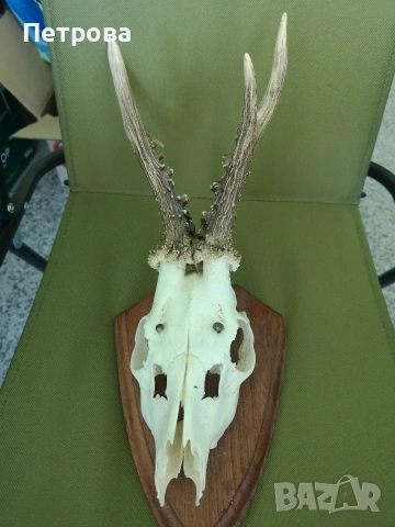 рога от сръндак за окачване. , снимка 2 - Антикварни и старинни предмети - 53590204