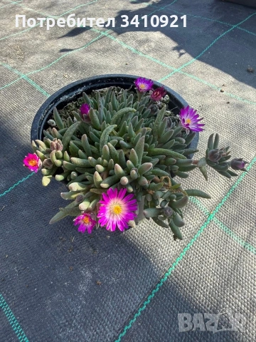 Делосперма 7 цвята, снимка 2 - Градински цветя и растения - 53849022