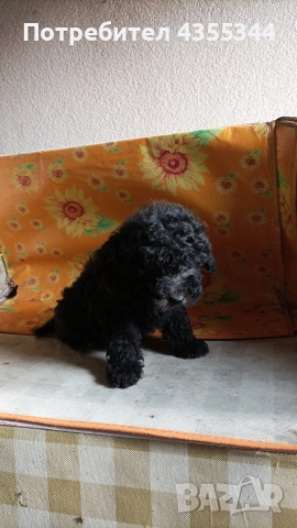 Пудели, снимка 3 - Пудели - 52558239