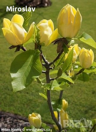 Магнолия(Златна мечта), снимка 6 - Градински цветя и растения - 40587674