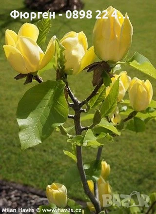 Жълта Магнолия - Златна мечта Студоустойчива, снимка 7 - Разсади - 50794528