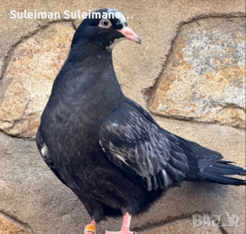 Млади неврени на глас 2025 не съборени , снимка 2 - Гълъби - 52631122