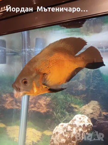 Астронатоси 20-25 см., снимка 5 - Рибки - 42952251