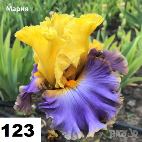 Сортови вискоки ириси /брадати ириси, снимка 17 - Сортови семена и луковици - 46410355
