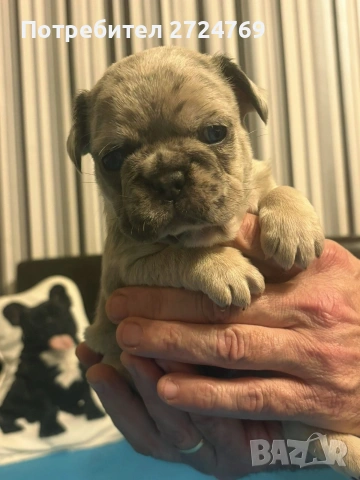 Френски булдог - булдоче