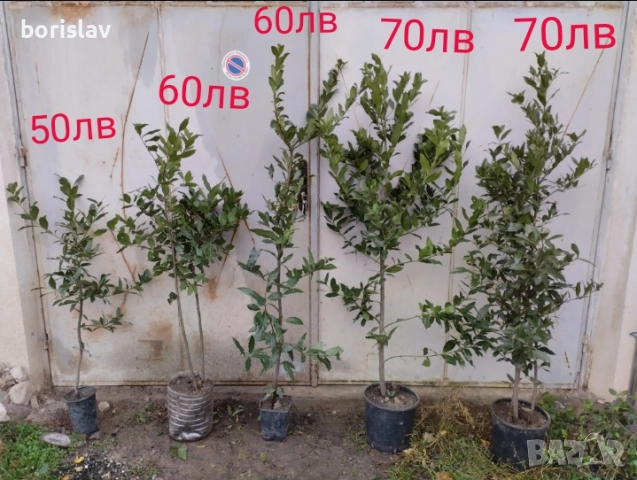 Промоция на дафинов лист - лаврово дърво