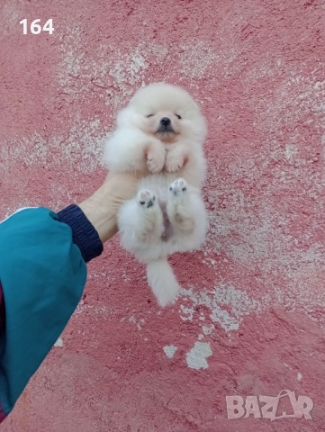 Малък Шпиц - Померан. Момичета. Снимки от 22.12.25 г., снимка 8 - Померан - 52809054