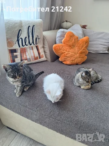 Подарявам котенца