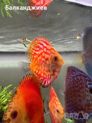 Продавам  дискуси, снимка 4 - Рибки - 52693080