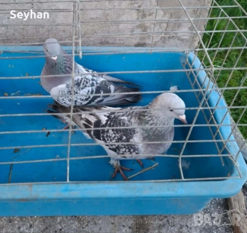 Гълъби мардини 