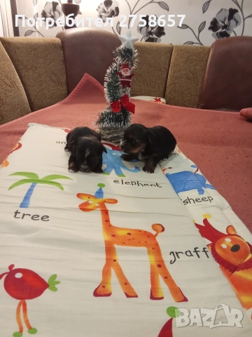 Йоркширски териер