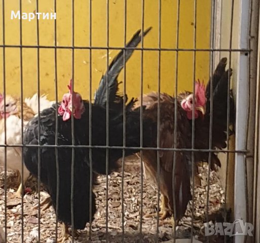Пиленца и яйца от Малайска Серама - промоция, снимка 1 - други­ - 16390085