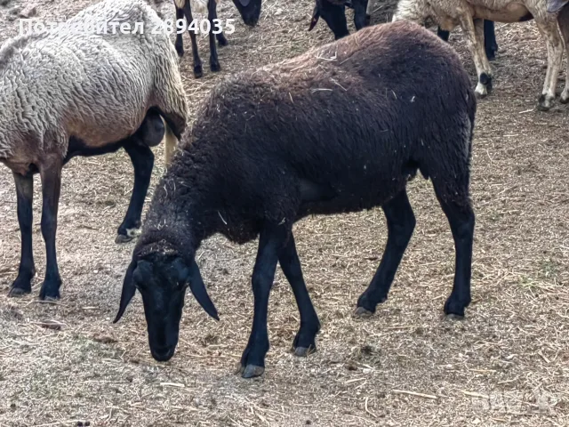свободни овце за дамазлък, снимка 4 - Овце - 56110223