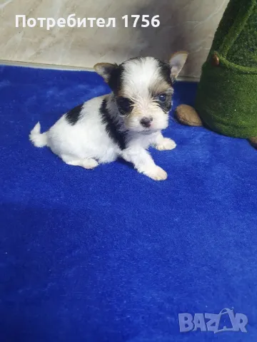 Йоркширски териер, Бивер , снимка 13 - Йоркширски териер - 42851993