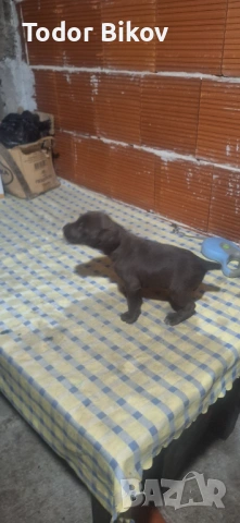 Свободни дратхаарчета 