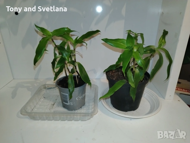 Ароматна кализия- стайно растение с множество лечебни свойства 