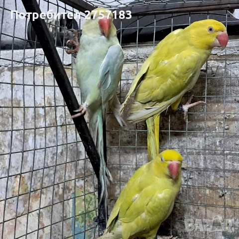 продавам малак александар, снимка 3 - Папагали - 53769619