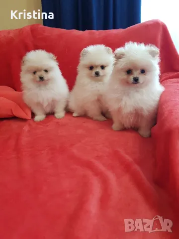 Померан померани снимки от днес!, снимка 7 - Померан - 49137771