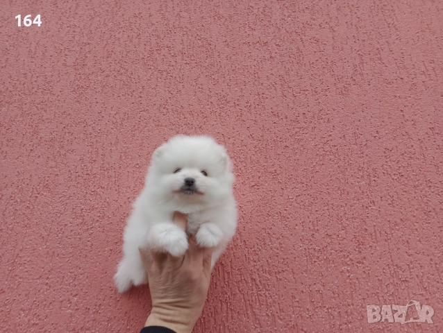 Мъжки и женски бели Померани. Реални снимки от 05.01.26 г. , снимка 15 - Померан - 52926923
