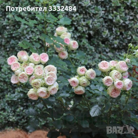 Роза 1, снимка 4 - Градински цветя и растения - 41777176