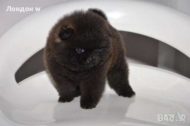 Померан истински мини черен , снимка 2 - Померан - 53004735