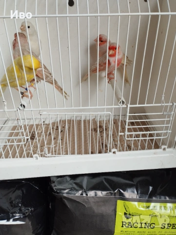 Мъжки канарчета , снимка 5 - Канари - 53463518